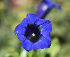 Image of Stemless Gentian