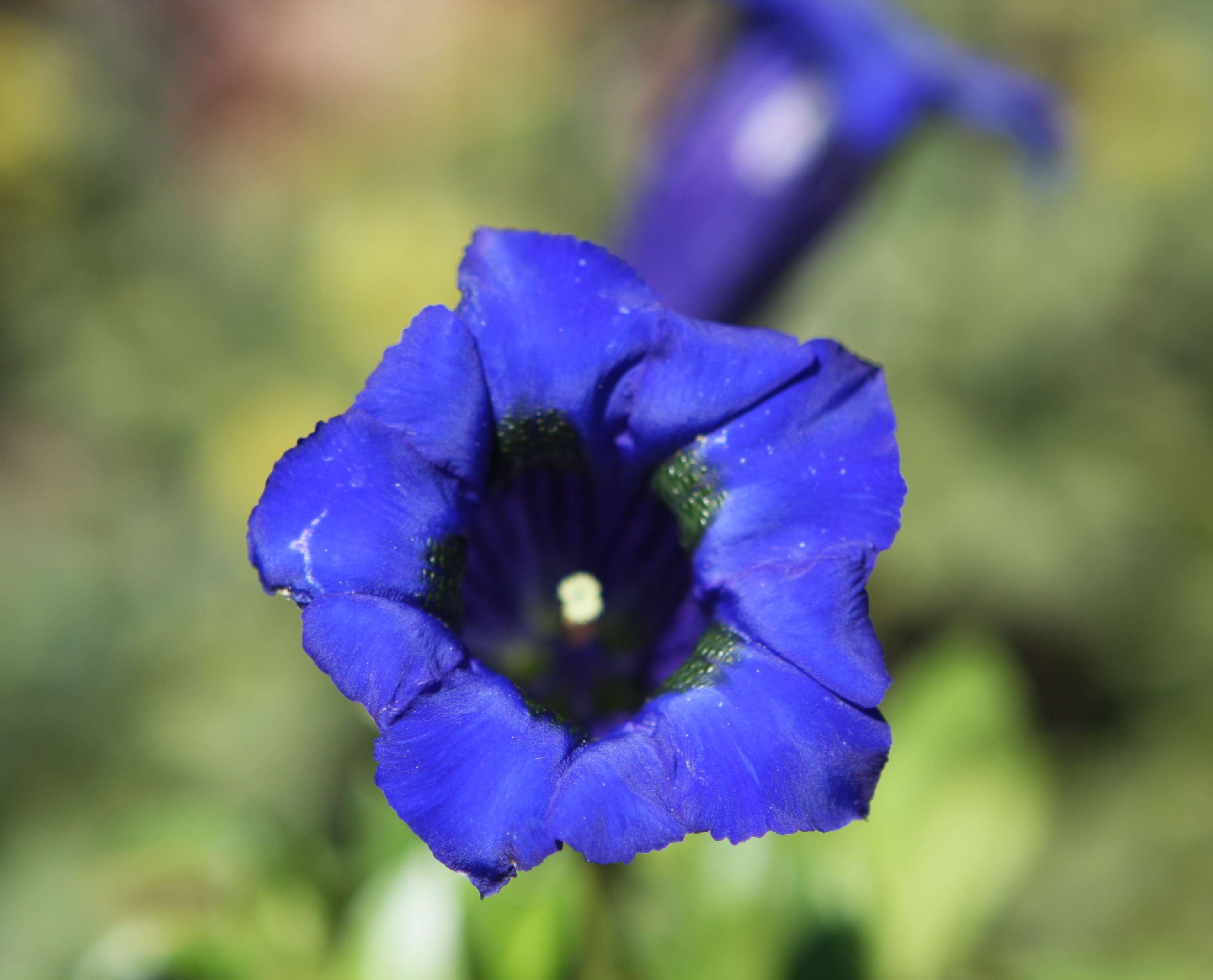 Image of Stemless Gentian