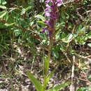 Dactylorhiza hatagirea (D. Don) Soó resmi