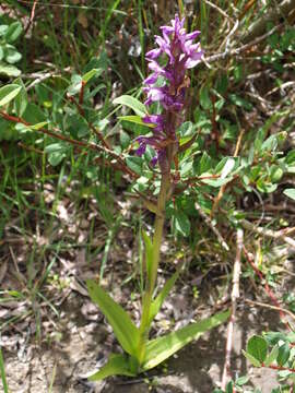 Dactylorhiza hatagirea (D. Don) Soó resmi