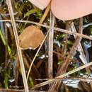 Sivun Ranunculus cheesemanii Kirk kuva