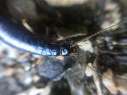 Image of Maritime earwig