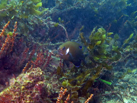 Image of White-ear scalyfin