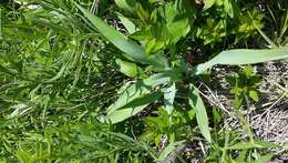 Imagem de Eryngium yuccifolium Michx.