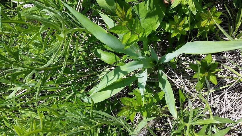 Eryngium yuccifolium Michx. resmi