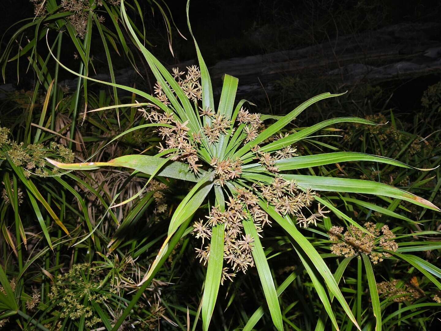 Image of Cyperus alternifolius subsp. flabelliformis Kük.