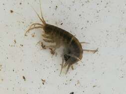 Image of Freshwater shrimp