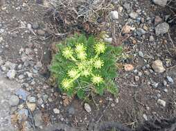 Слика од Haplosciadium abyssinicum Hochst.