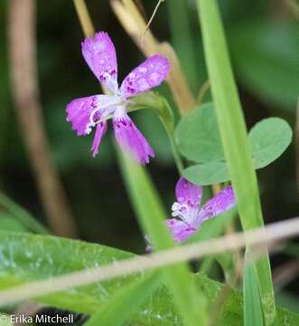 Image of maiden pink