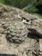 Image of Strombocactus disciformis subsp. disciformis