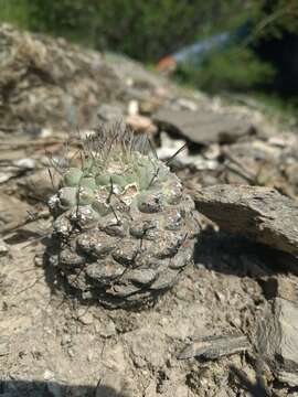 Sivun Strombocactus disciformis subsp. disciformis kuva