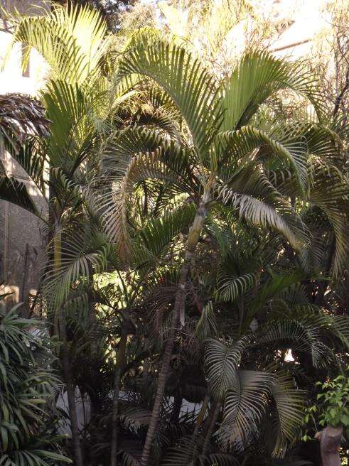 Image of Areca Palm