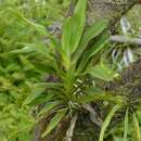 Image de Angraecum calceolus Thouars