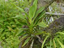 Plancia ëd Angraecum calceolus Thouars