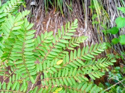 Plancia ëd Dalbergia pseudobaronii R. Vig.