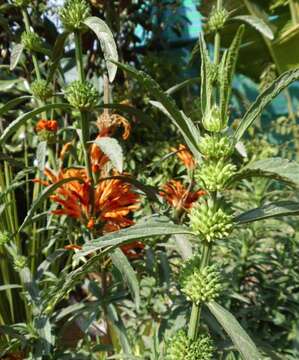 Image of lion's ear