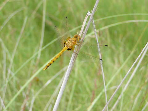 Image of Spot-winged Meadowhawk