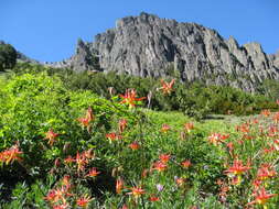 Image of western columbine