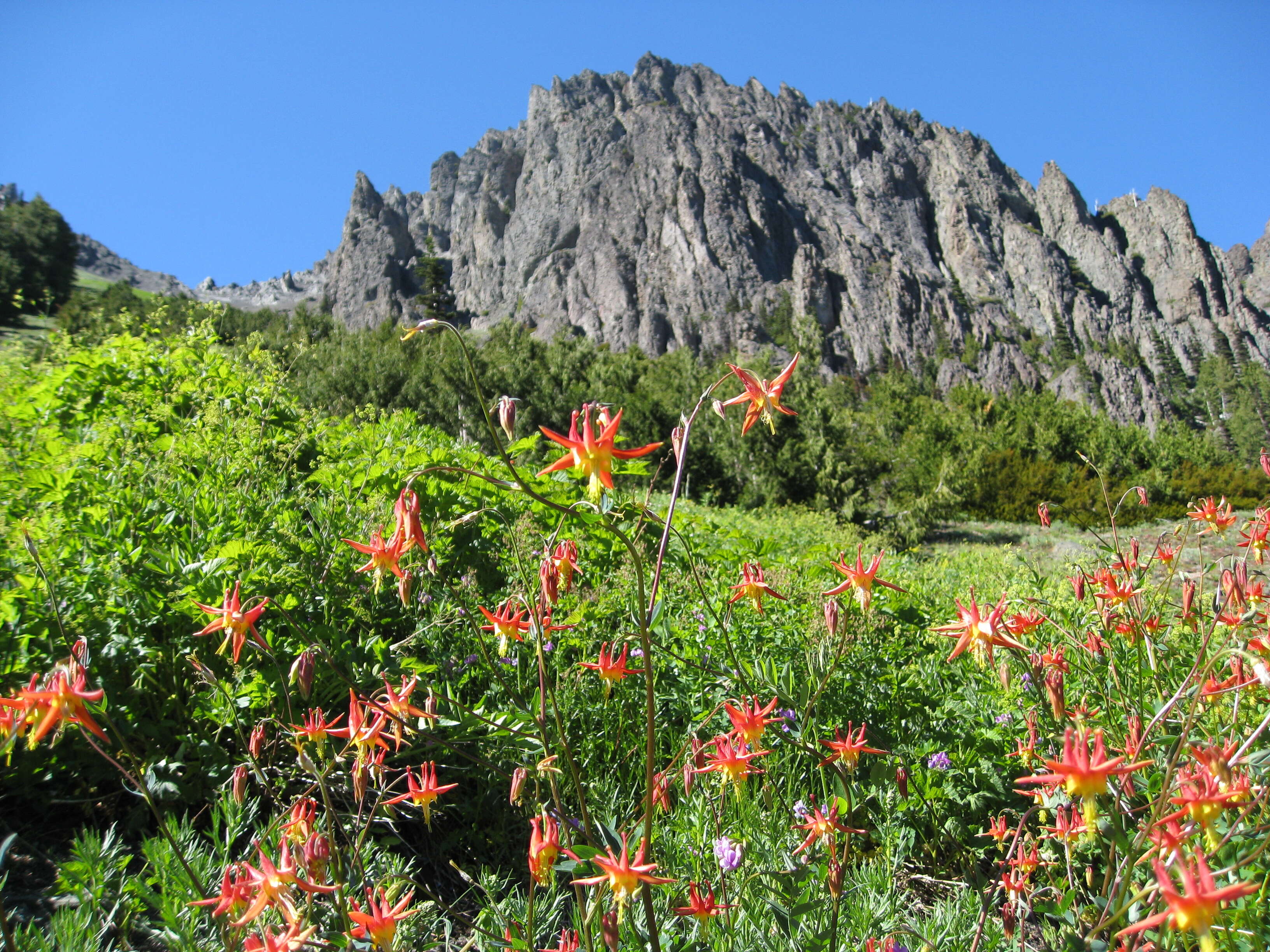 Image of western columbine