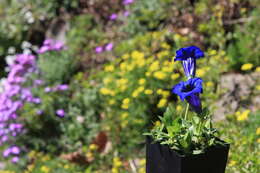 Image of Stemless Gentian