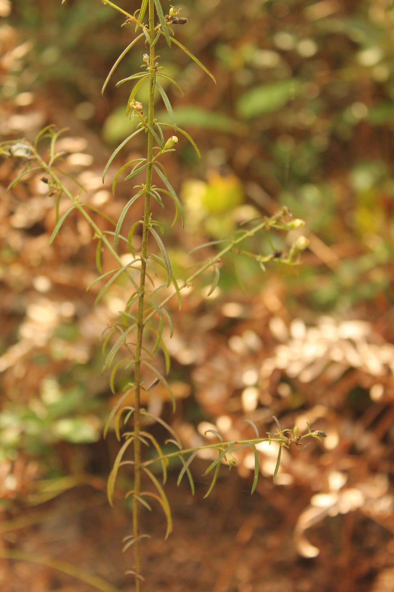 Image of purple false foxglove