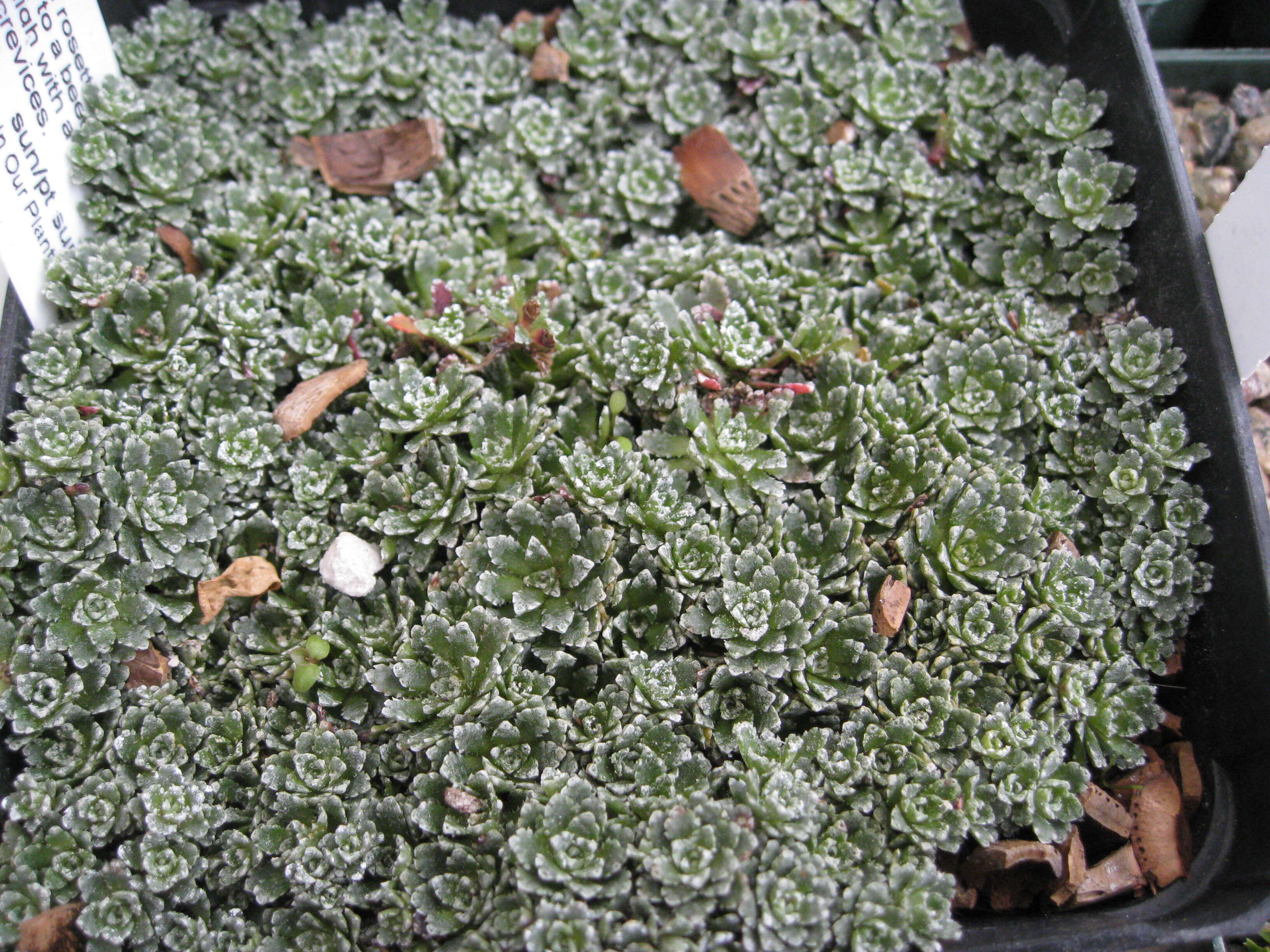 Image of Livelong Saxifrage