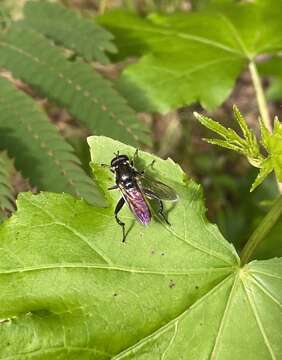 Image of Xylota bicolor Loew 1864