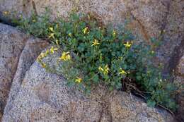 Слика од Senecio fremontii var. occidentalis Gray