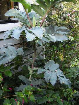 Image de Melianthus major L.