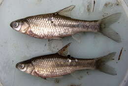 Image of Straightfin Barb