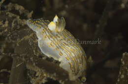 Image of Fourline nudibranch