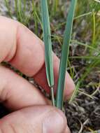 Image of Western-Wheat Grass