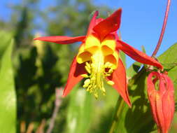 Image of western columbine