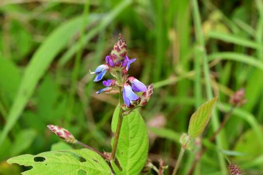 Image of Desmodium pringlei S. Watson