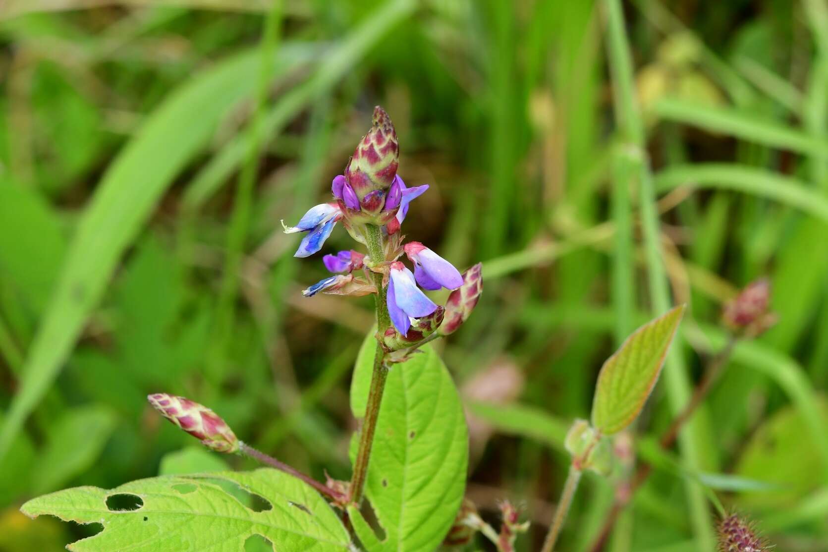 Plancia ëd Desmodium pringlei S. Watson