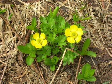 Image of Eschscholtz's buttercup