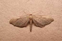 Image of Idaea infirmaria Rambur 1833