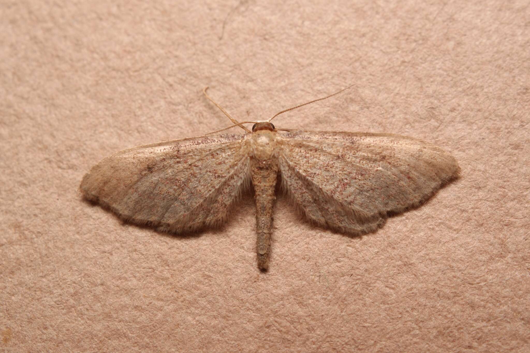 Image of Idaea infirmaria Rambur 1833