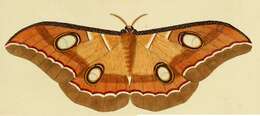 Image of Tasar Silk Moth