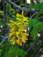 Image of Cassia leiandra Benth.