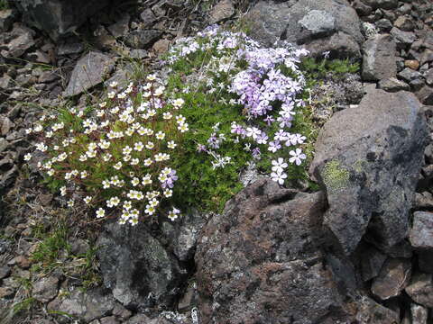 Imagem de Phlox diffusa Benth.