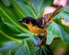 Image of Baglafecht Weaver