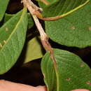 Image of Ruprechtia fusca Fern.