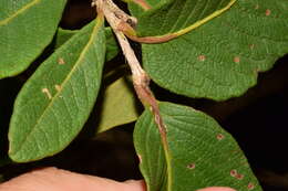 Ruprechtia fusca Fern. resmi