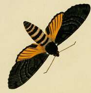 Слика од Isognathus caricae (Linnaeus 1758)