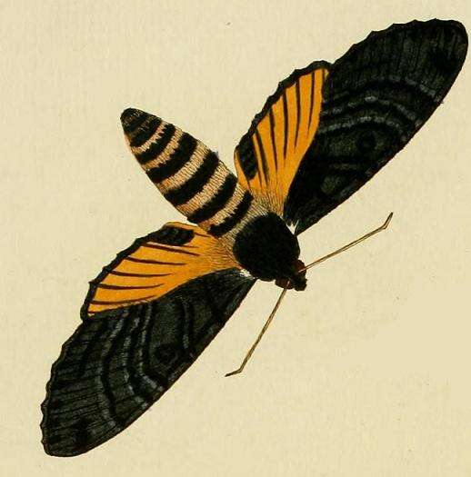 Image of Isognathus caricae (Linnaeus 1758)