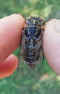 Image of Cicadatra platyptera Fieber 1876