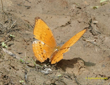 Imagem de Cirrochroa aoris Doubleday (1847)