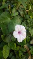 Image of Ipomoea sagittifolia Burm. fil.