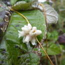 Cuscuta odorata Ruiz & Pav.的圖片